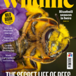خرید مجله خارجی حیات وحش BBC Countrylife