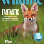 خرید مجله خارجی حیات وحش BBC Wildlife 